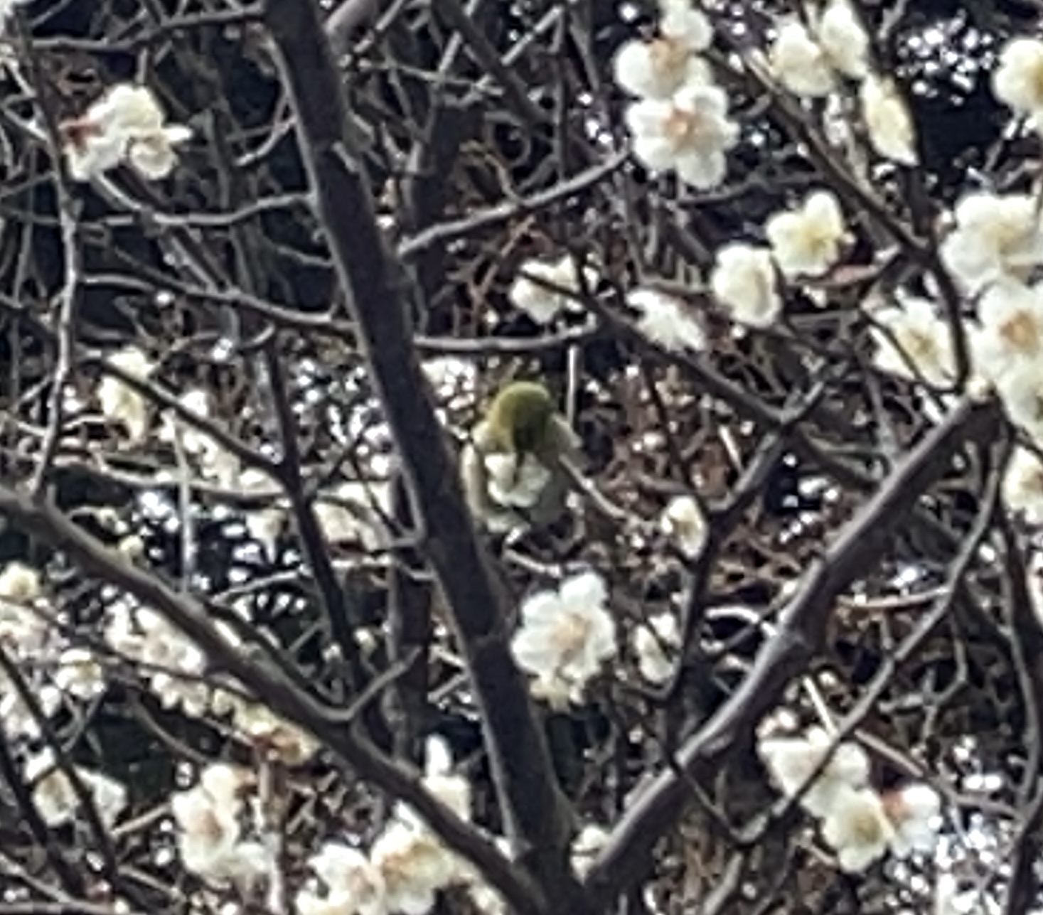 ウグイスってもっと地味めな色合いなんですね。知らなかった…