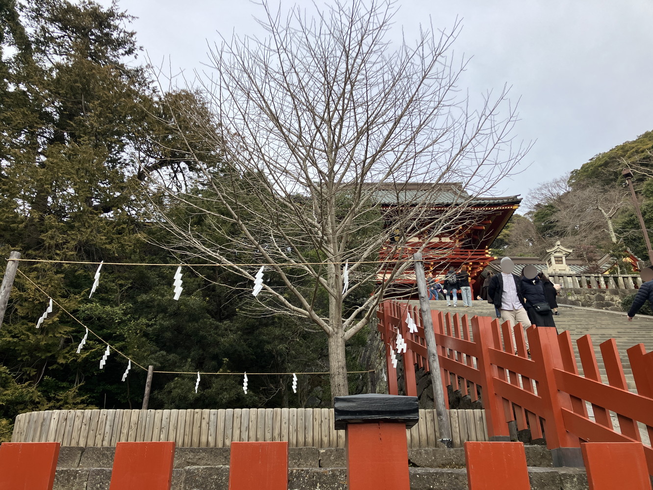 大石段横の小銀杏。だんだん大きくなってきましたね