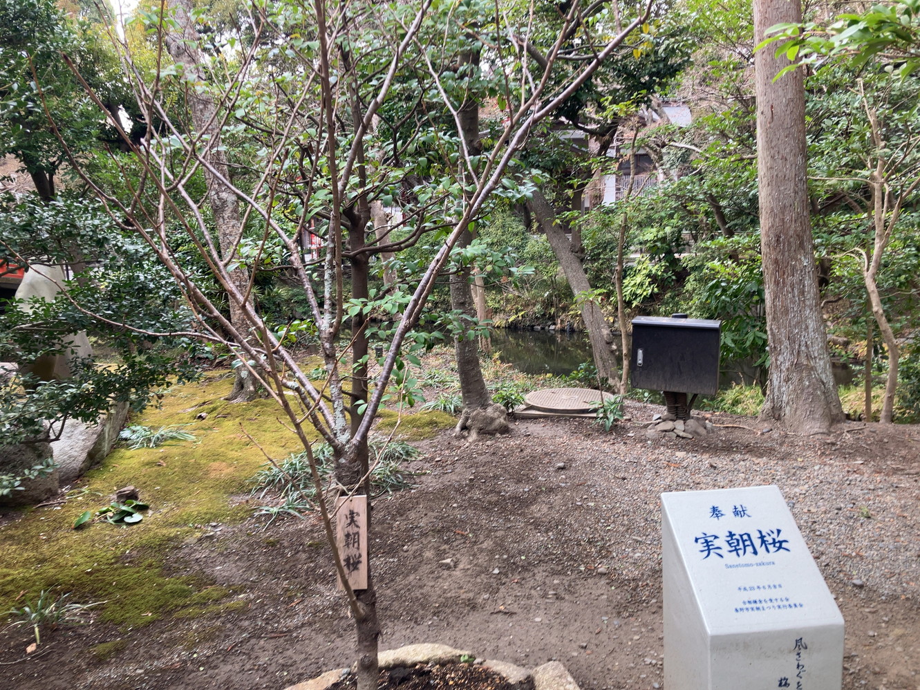 実朝桜。こちらも立派に育ってほしいですね