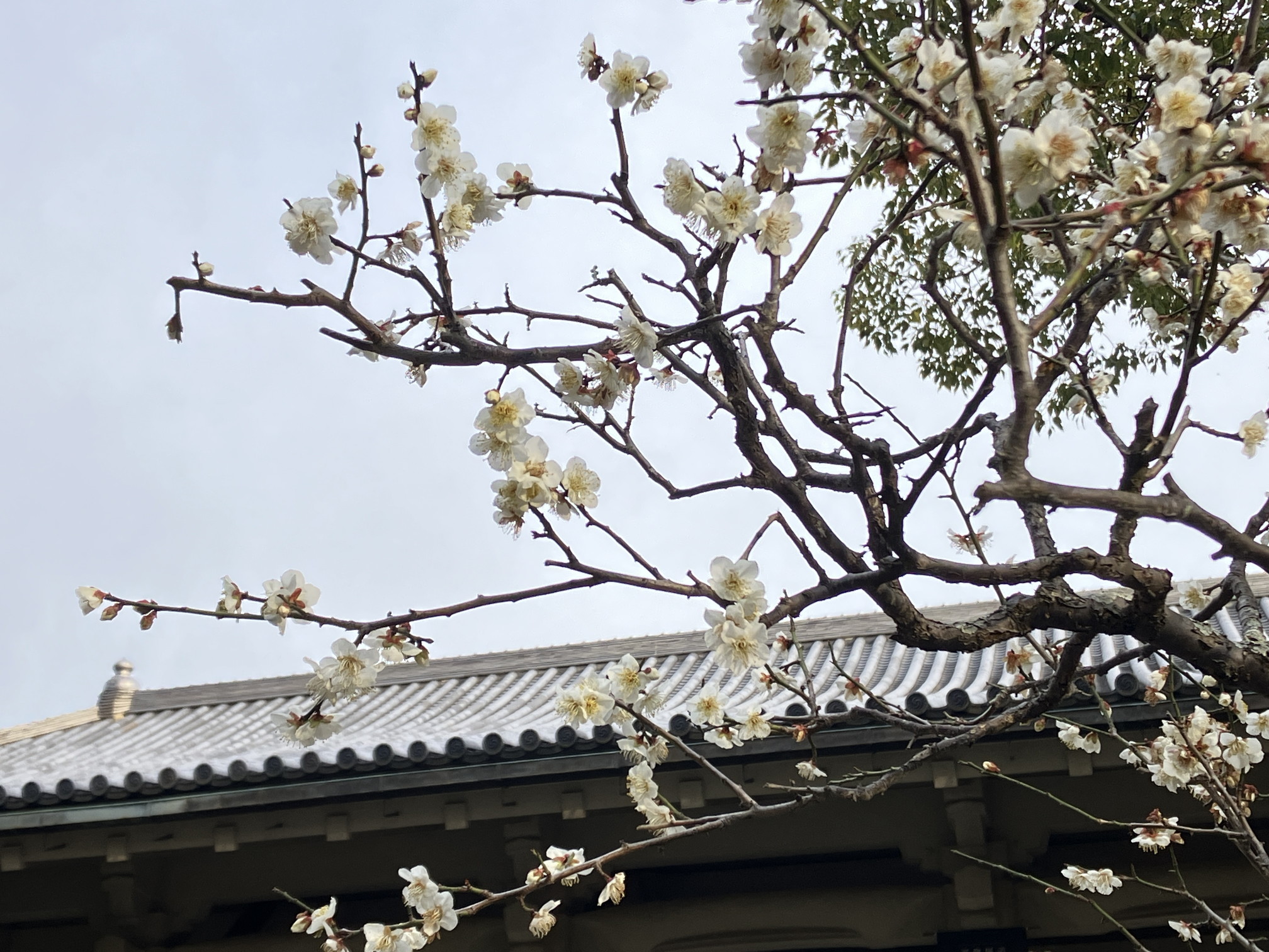 鎌倉国宝館前も梅が咲いていました